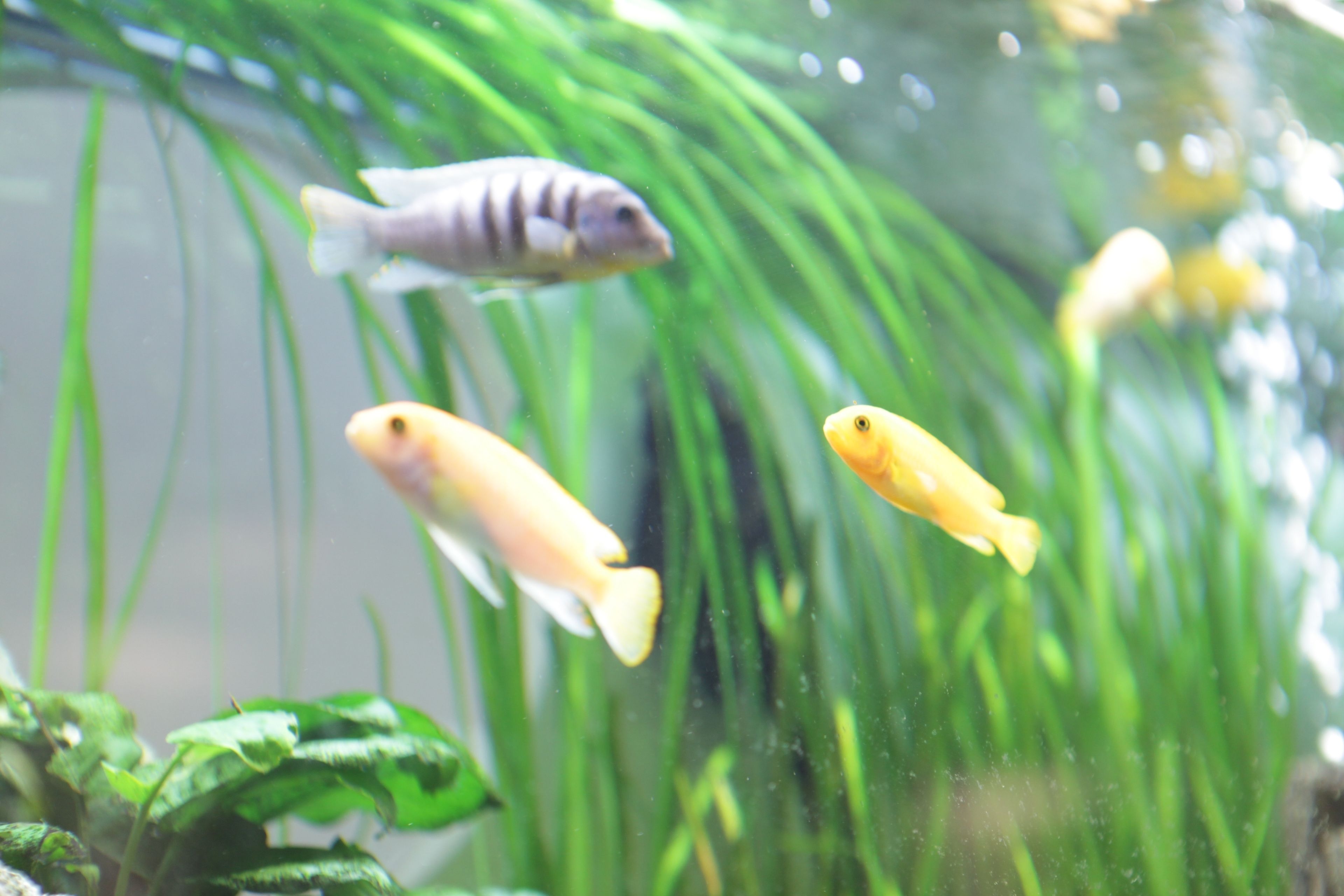 A fish tank with three fish swimming among green aquatic plants.