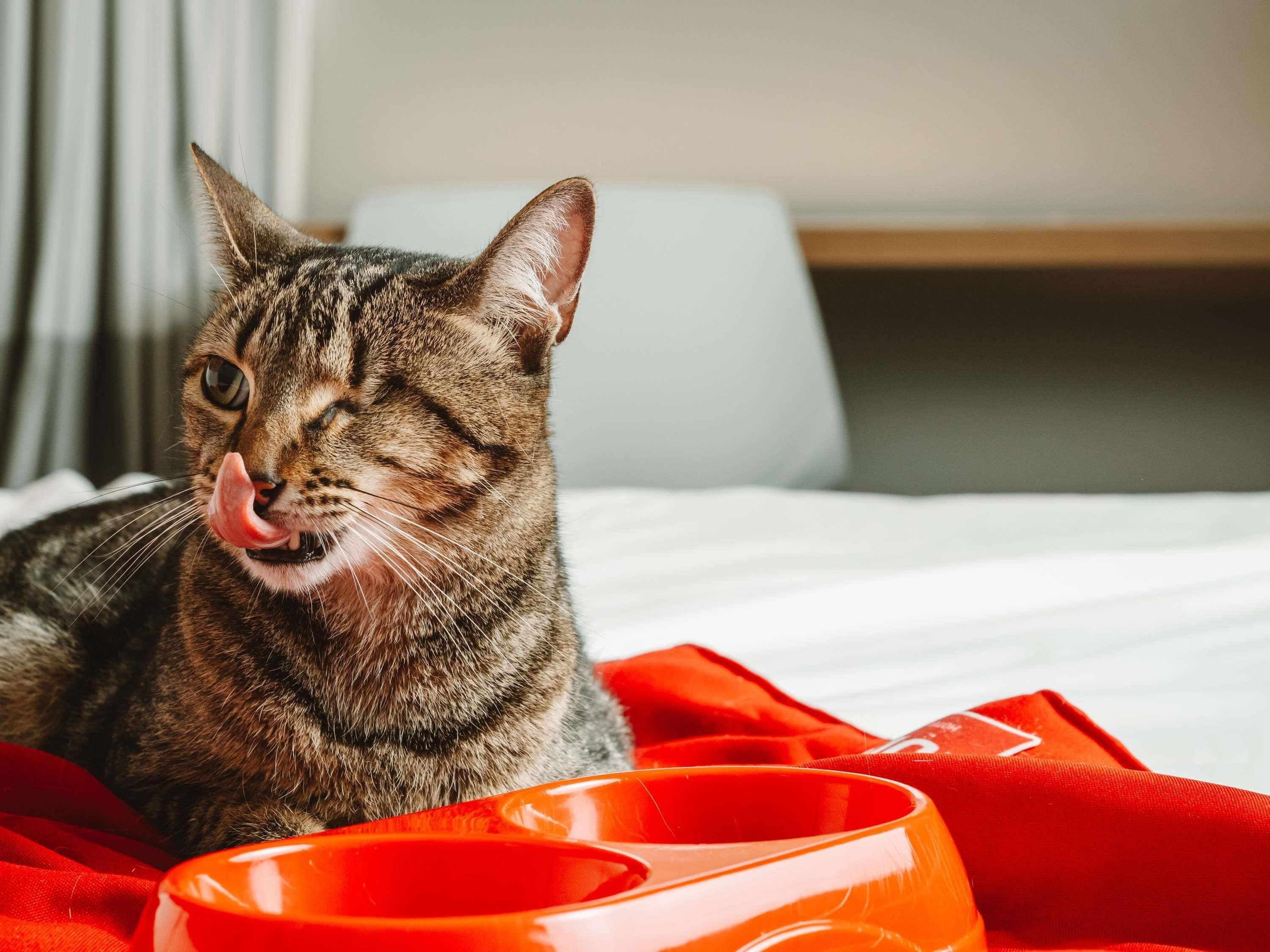A cat lying on a bed with a red blanket and an orange bowl.