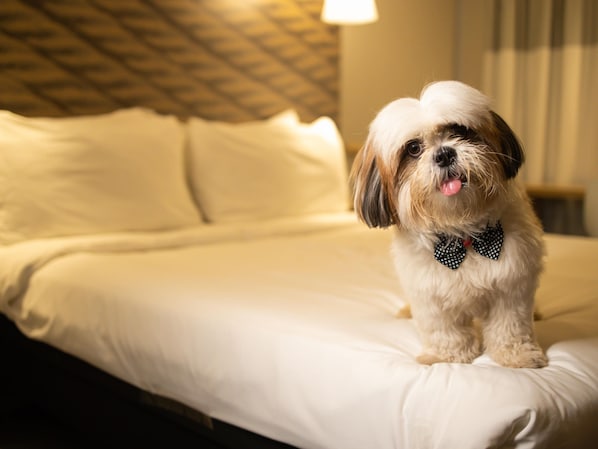 Free WiFi, bed sheets