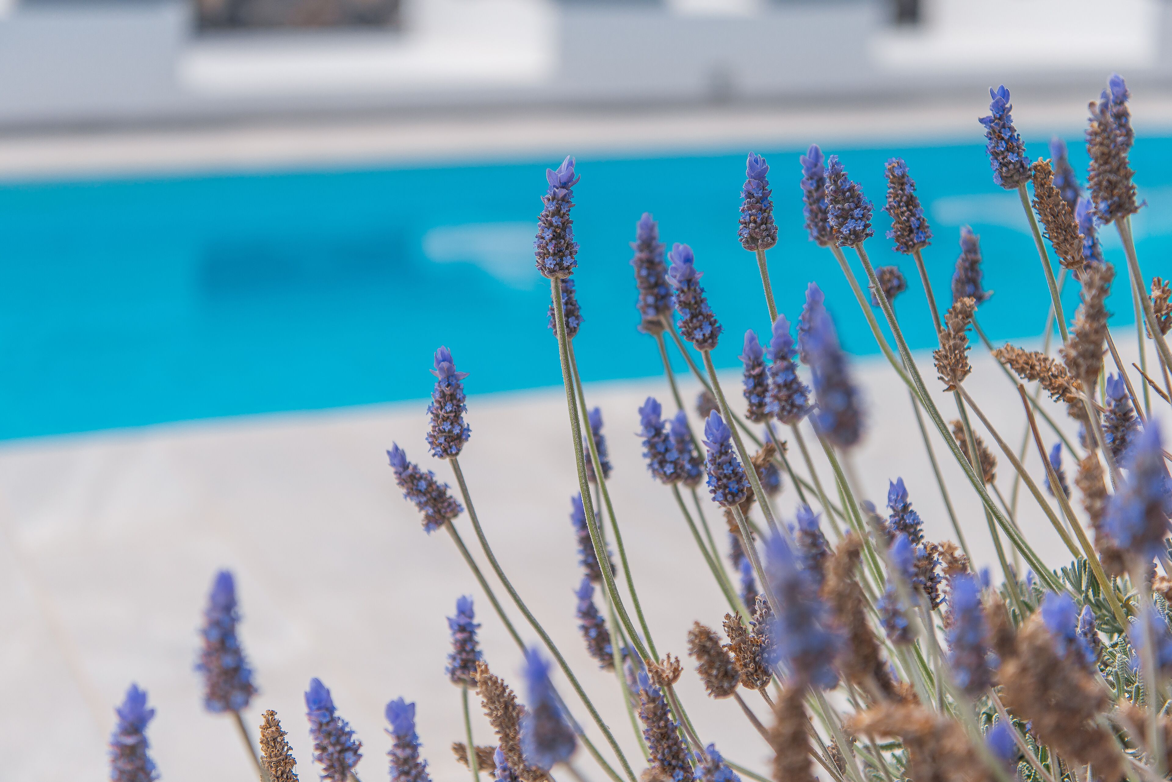 Foto - Golden Sunrise Suites in Santorini