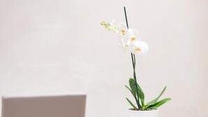 A white desk with a potted orchid and a black refrigerator. - Le Mie Città (Pescara)