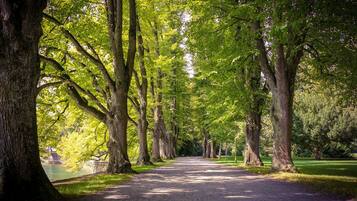 A paved pathway flanked by tall trees in a park setting.