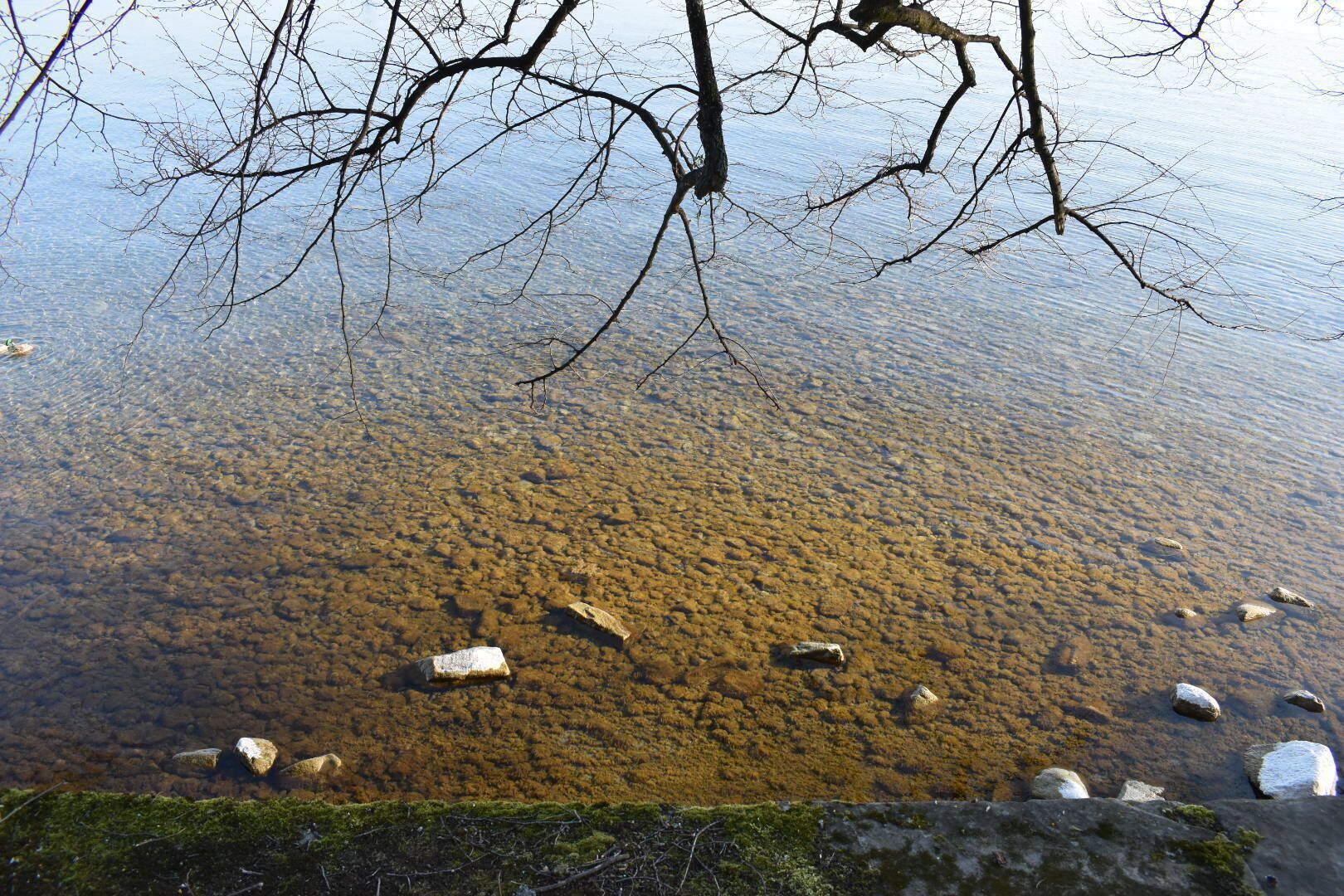 A clear view of a shallow water body with visible rocks and branches overhead.