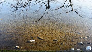 A clear view of a shallow water body with visible rocks and branches overhead.