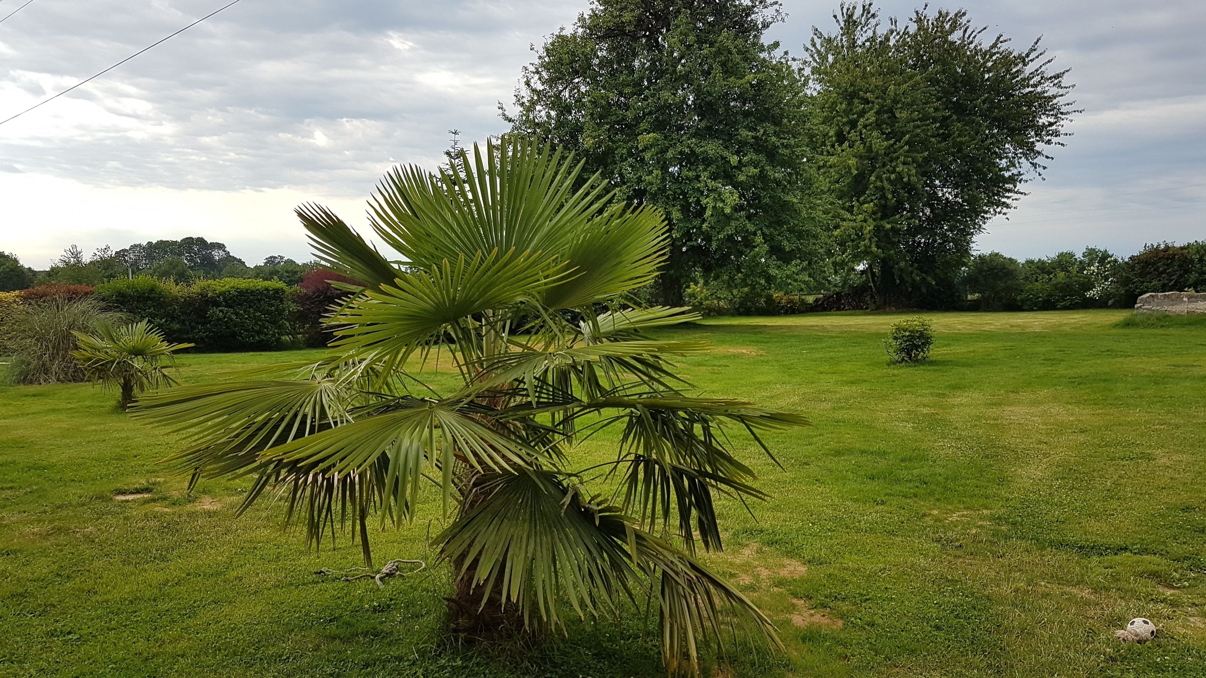 A well-maintained lawn with a palm tree in the foreground and a variety of trees in the background.