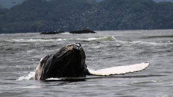 Una ballena emergiendo del agua con un gran chapoteo, un promontorio rocoso y una costa boscosa al fondo.