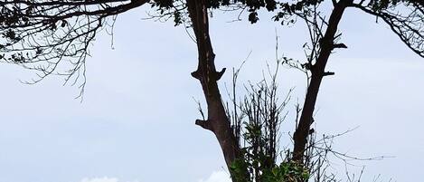 Accommodatie ligt op het strand