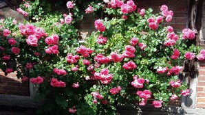 A building with a tiled roof and a garden with pink roses. - off in the summer 08 (Jabel)