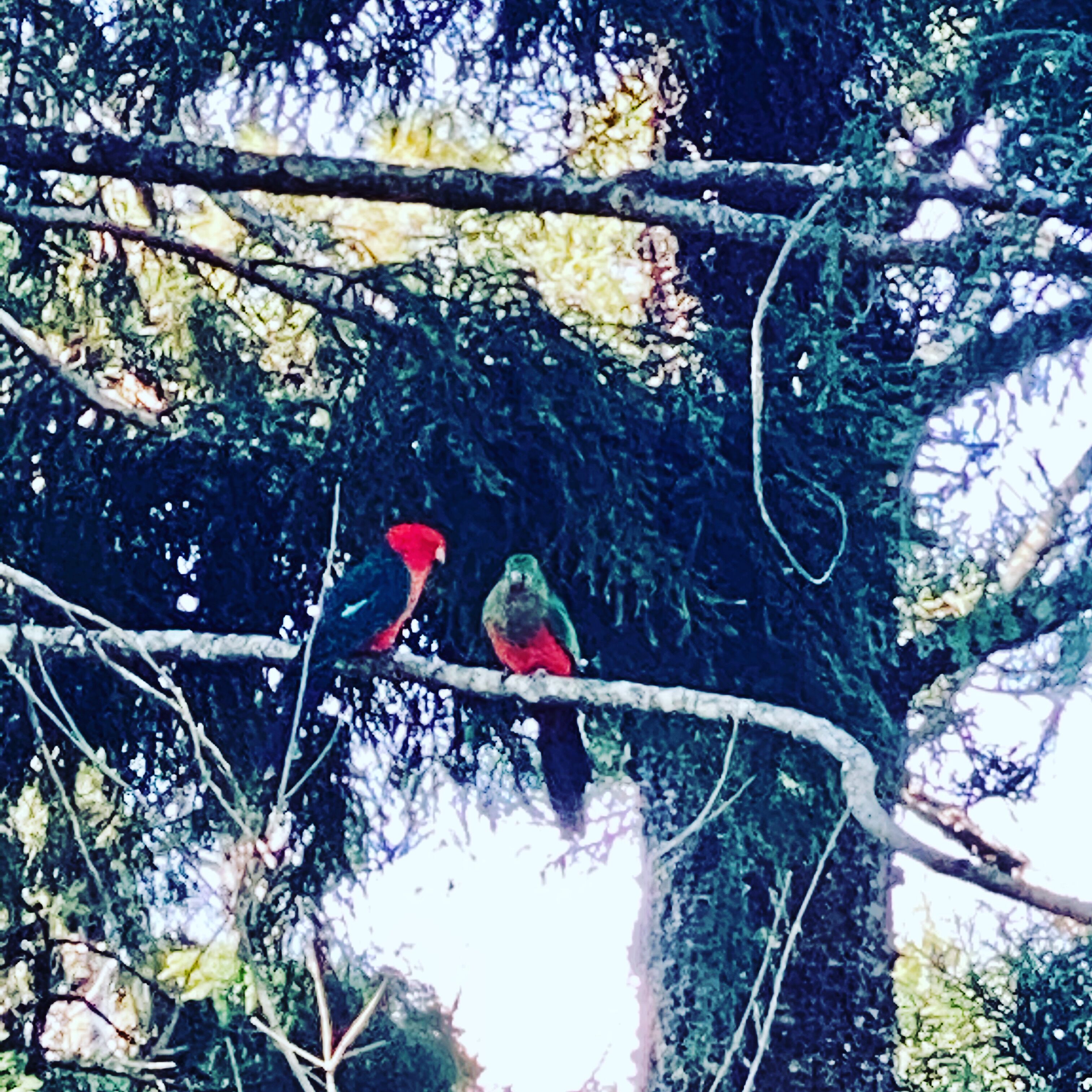 Deux oiseaux étaient perchés sur une branche d’arbre.