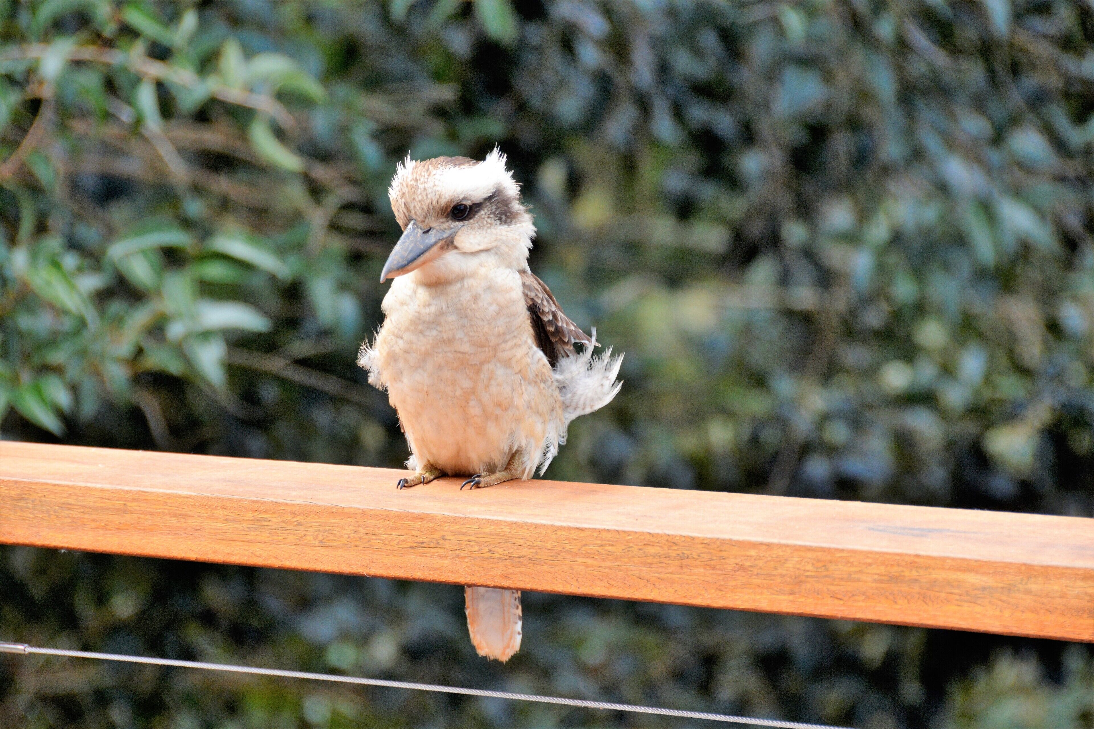 Romantic Mountain Top Cabin - A Dreamy Escape — image 27