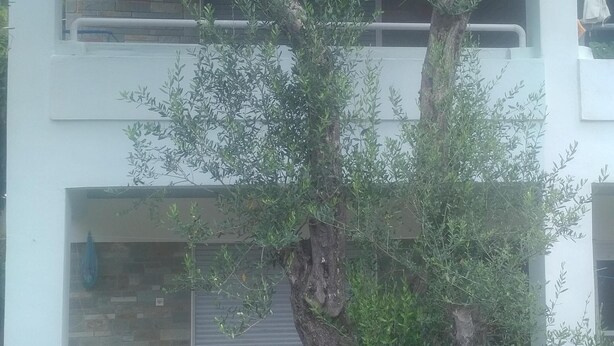 Un bâtiment à deux étages dans lequel un arbre a poussé à travers la structure, avec un mur en pierre et un escalier métallique menant à l’étage supérieur.