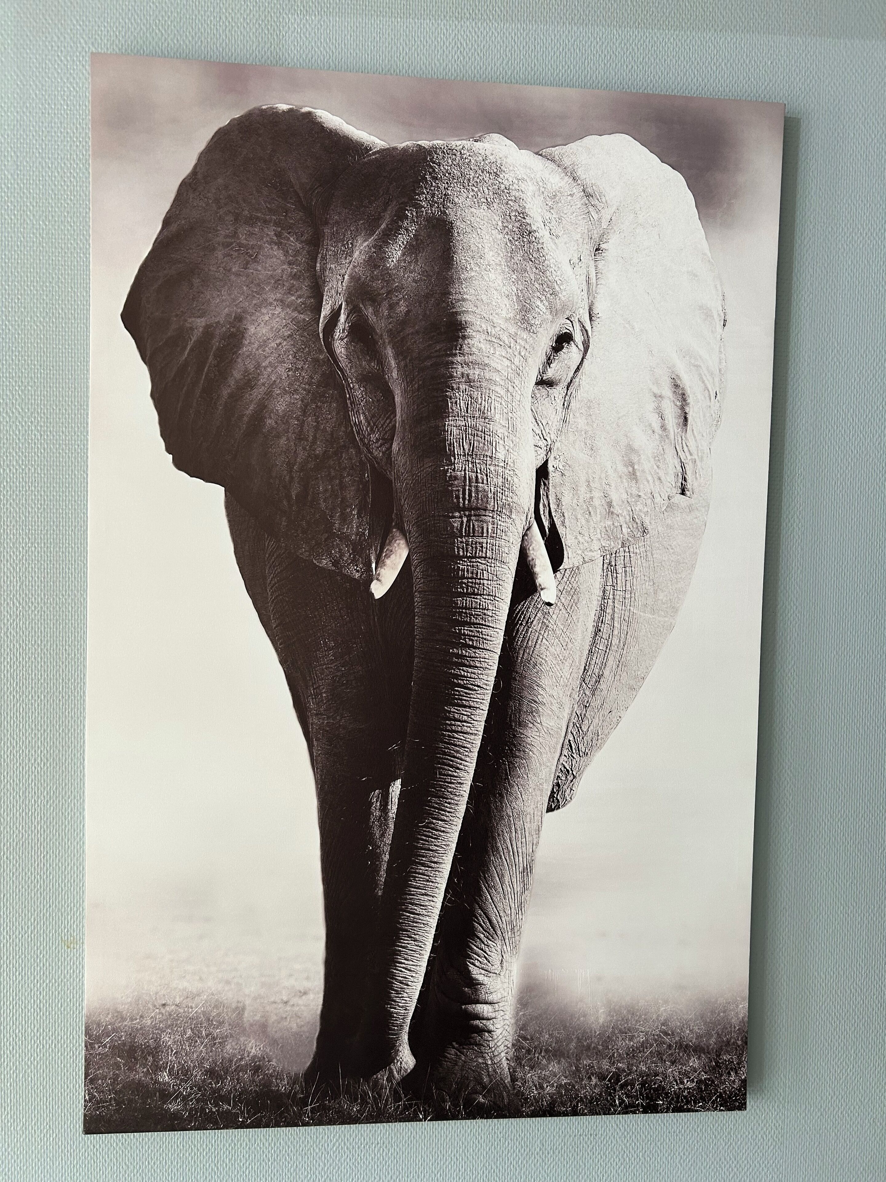 Fotografia d'un elefant.