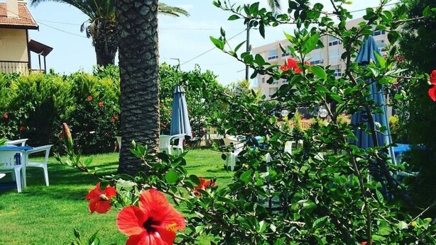 Un jardín con flores de hibisco rojo, una palmera y una silla blanca.