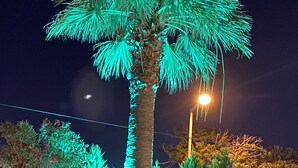 Una palmera iluminada con luces verdes, rodeada de otros árboles y un edificio al fondo.
