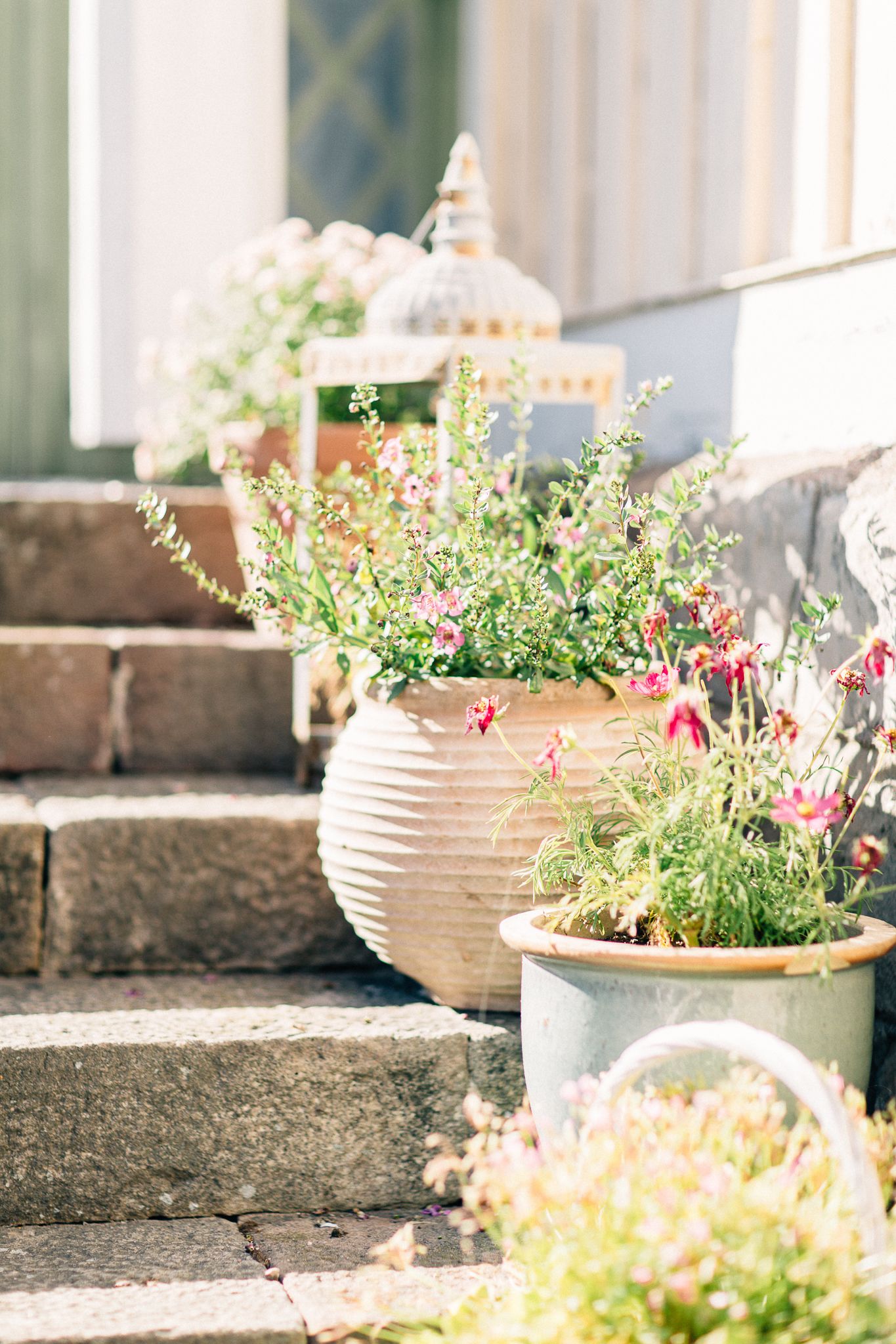 A series of potted plants on stone steps leading to a building entrance.
