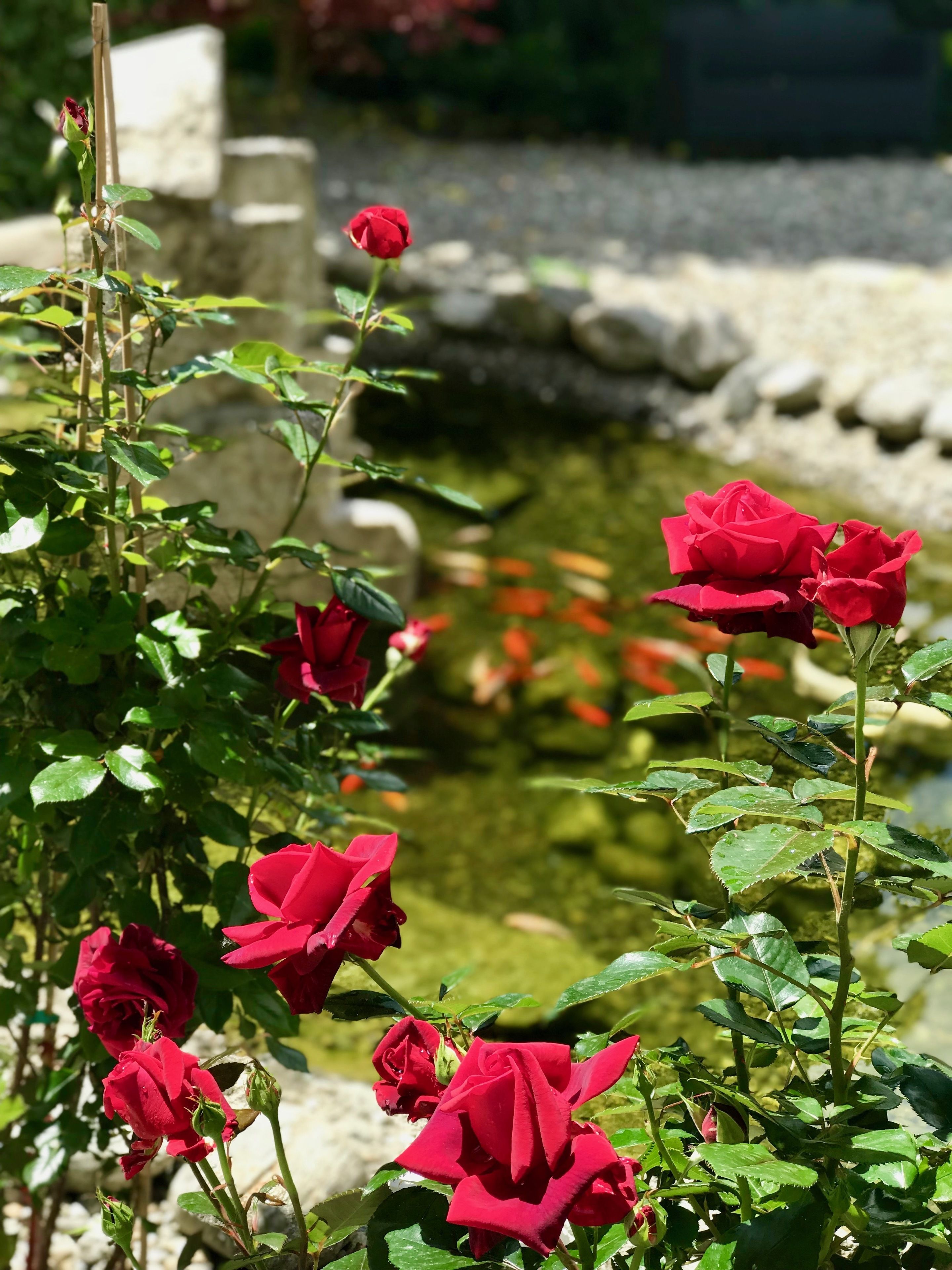 A garden with red roses and a pond.