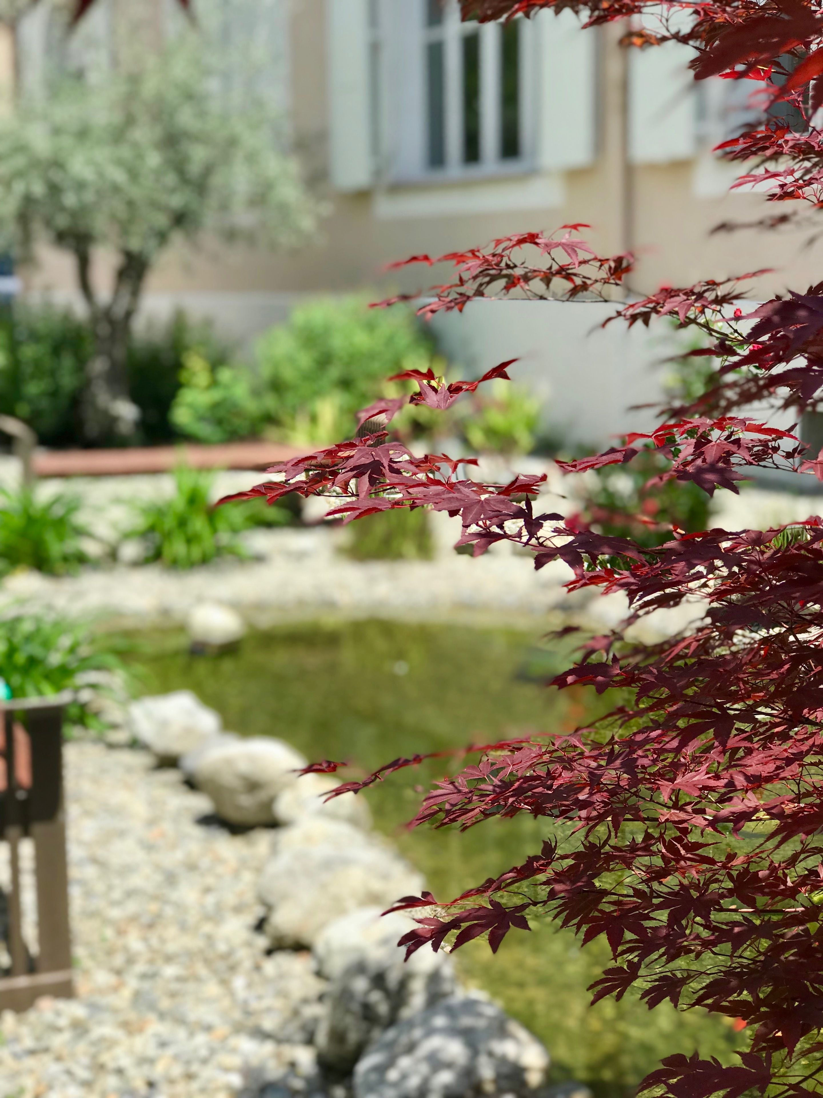 A garden with a pond, rocks, and a building in the background.