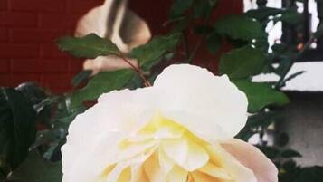 Detalhe da parte interna