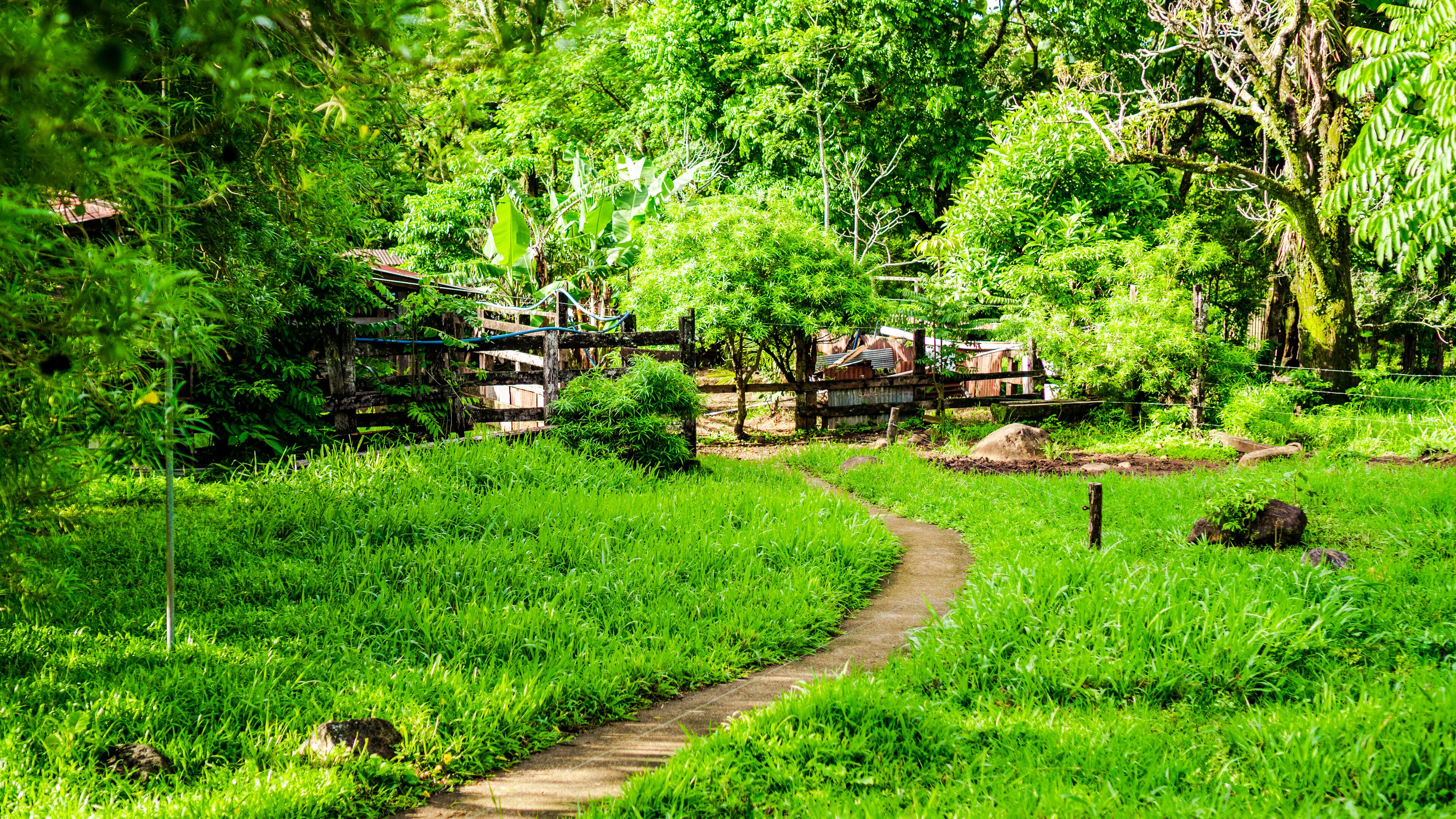 A lush green pathway surrounded by dense foliage and rustic wooden structures.