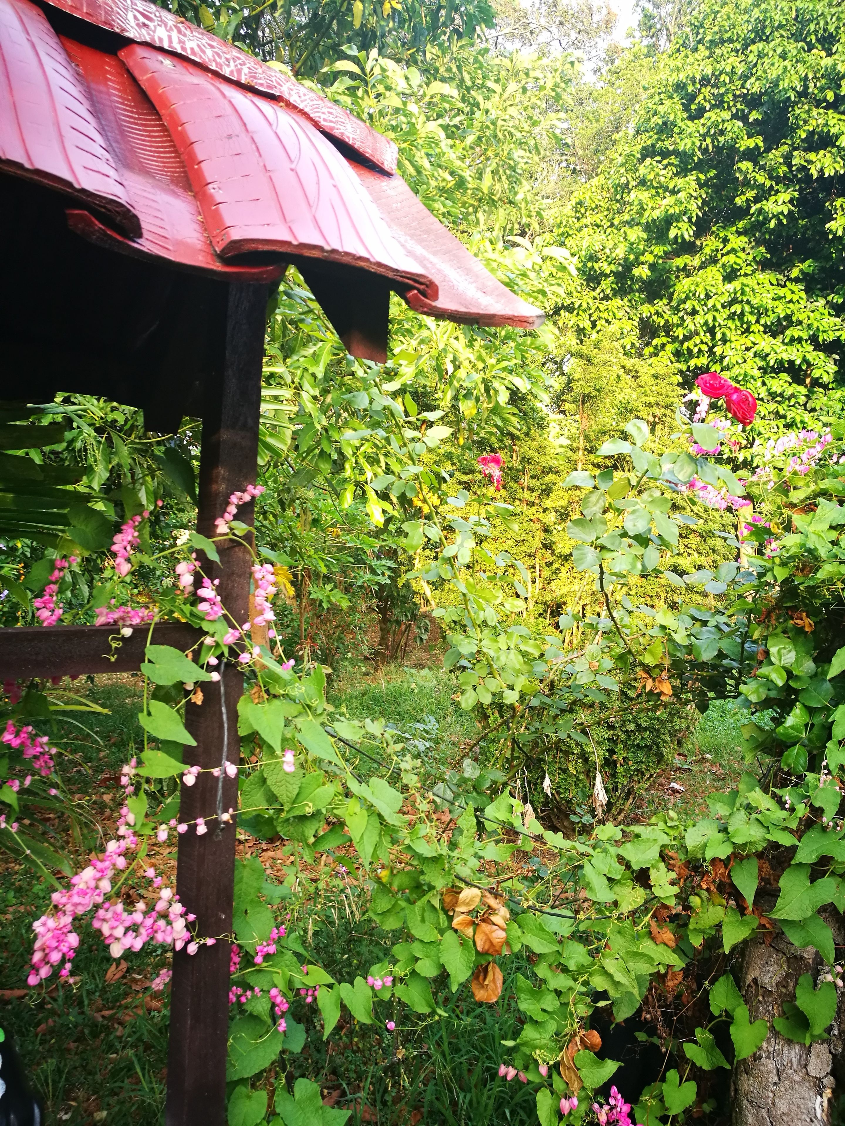 A garden with a wooden pergola and various flowering plants.