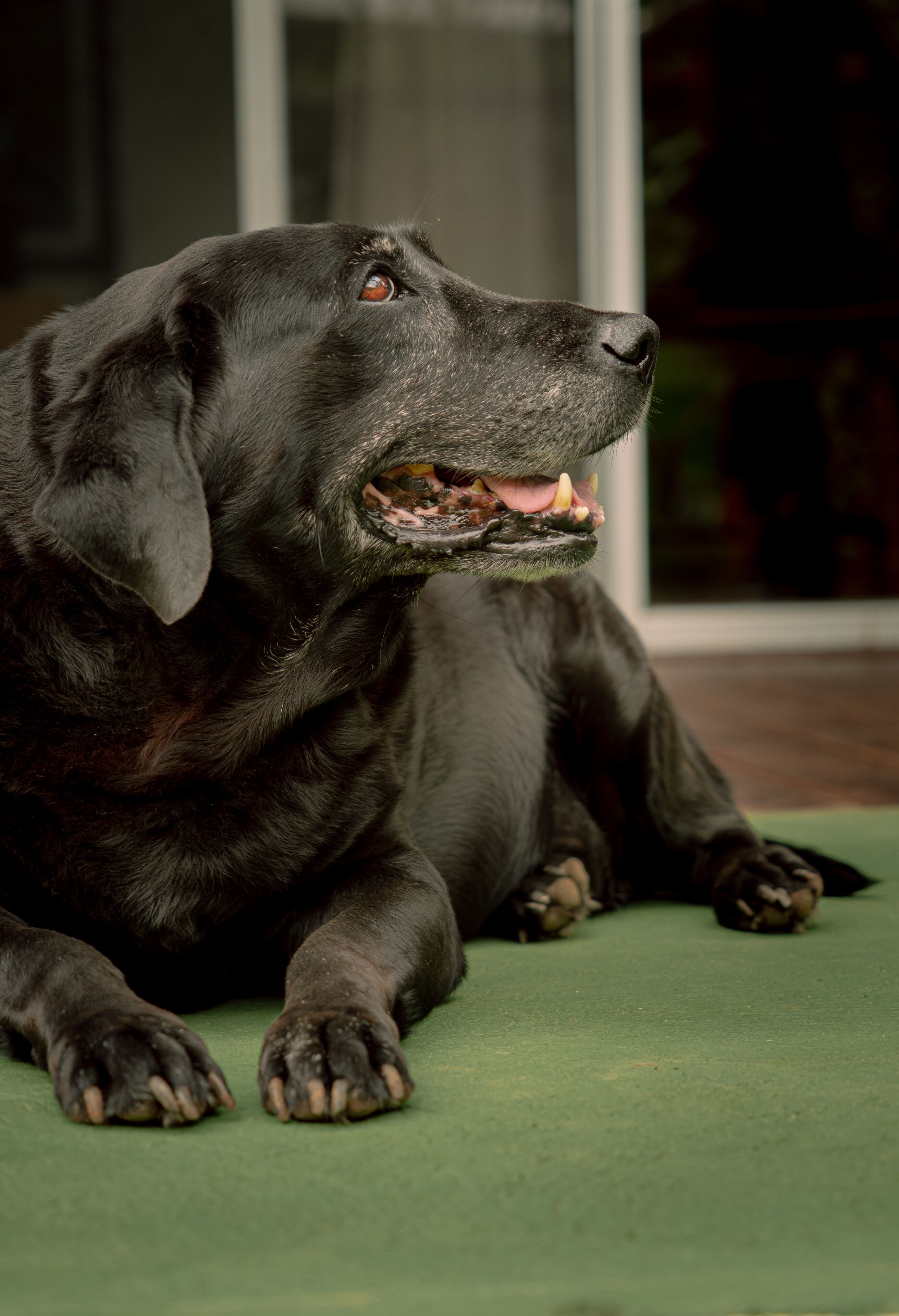 Ein schwarzer Hund liegt auf einer grünen Fläche in einem Innenraum.
