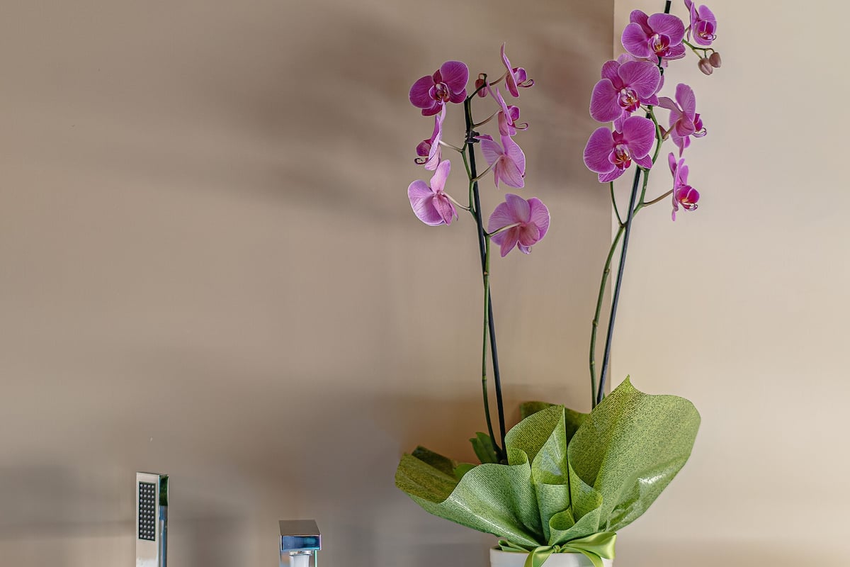 A bathtub with a plant and a water feature.