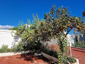 Garden - Rancho Grande (Marbella)