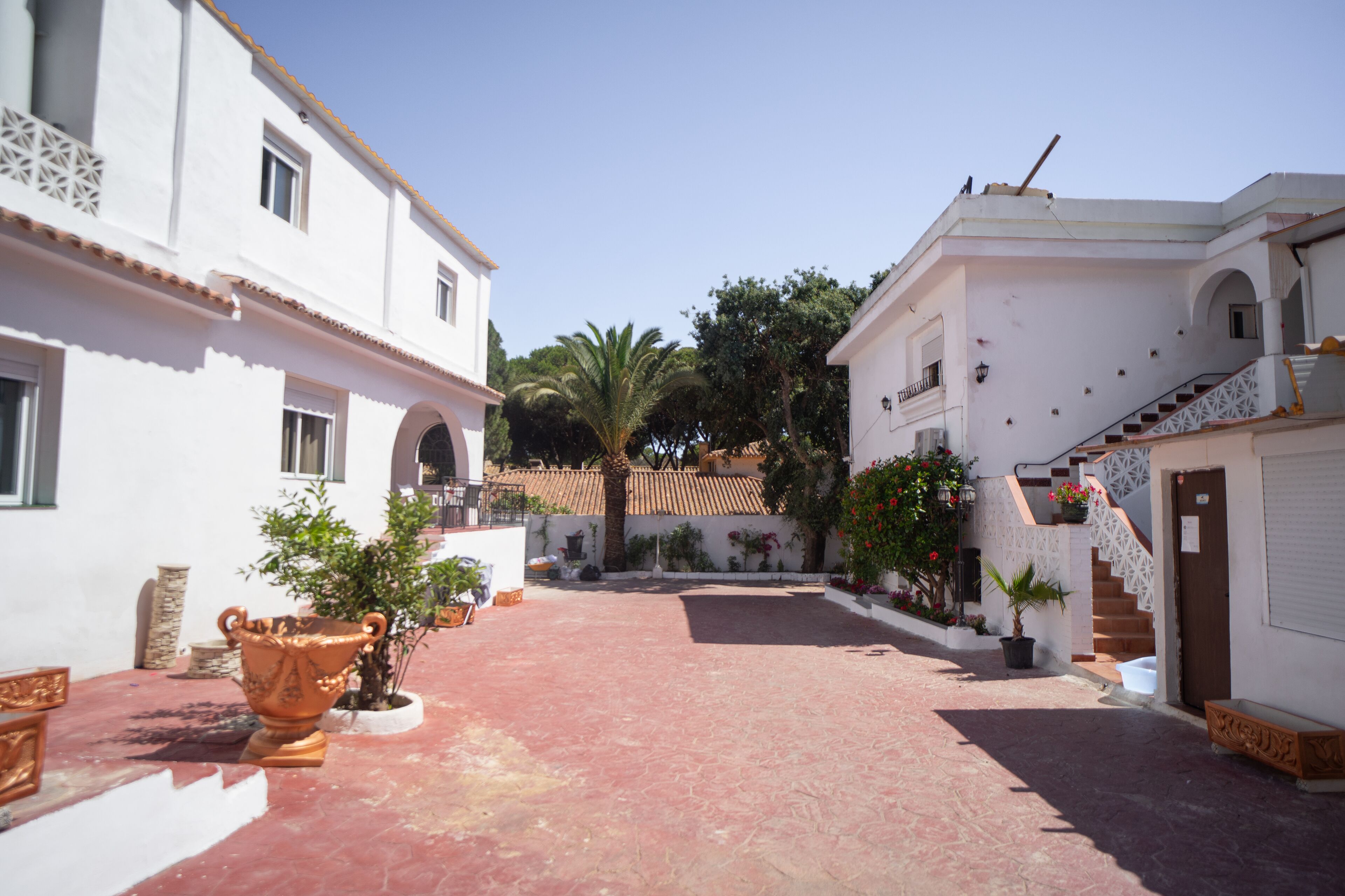 Un patio con edificios blancos, una palmera y plantas en macetas.