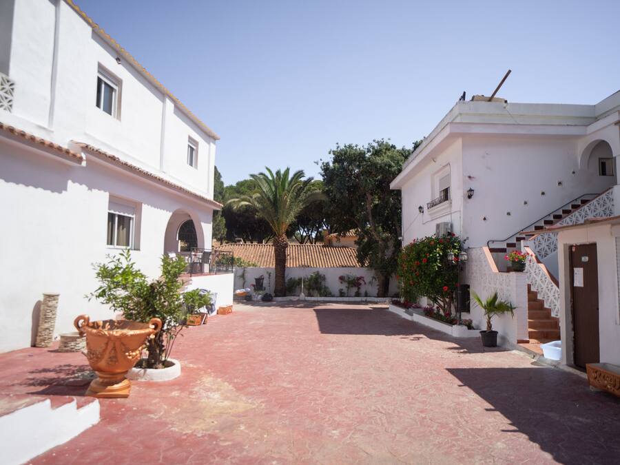 Un patio con edificios blancos, una palmera y plantas en macetas.