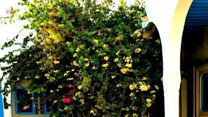 Une cour intérieure ornée d’arcades, un escalier et un arbre aux fleurs jaunes.