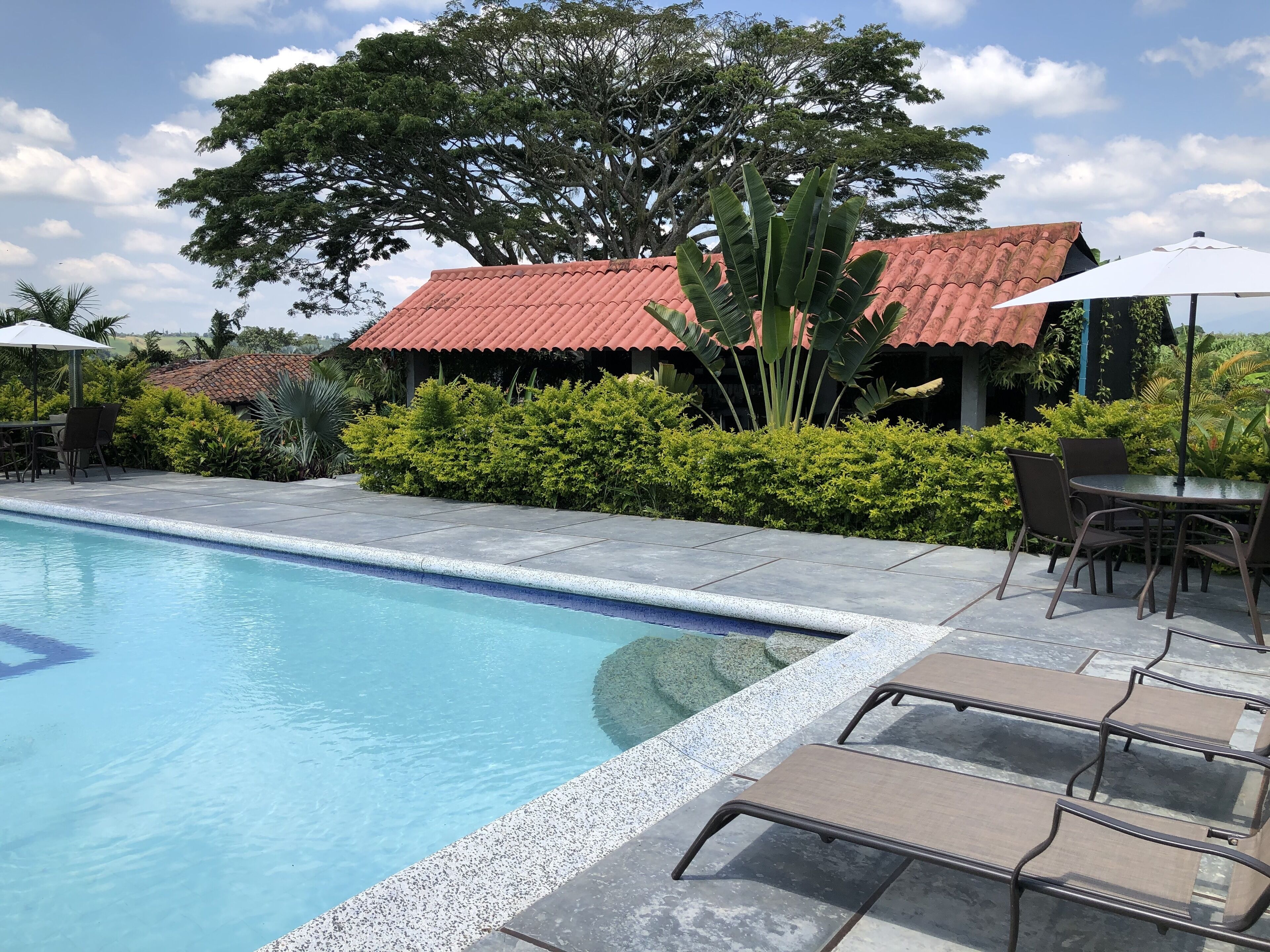 Una piscina con sillones de descanso y sombrillas, rodeada de vegetación y un edificio con techo rojo.