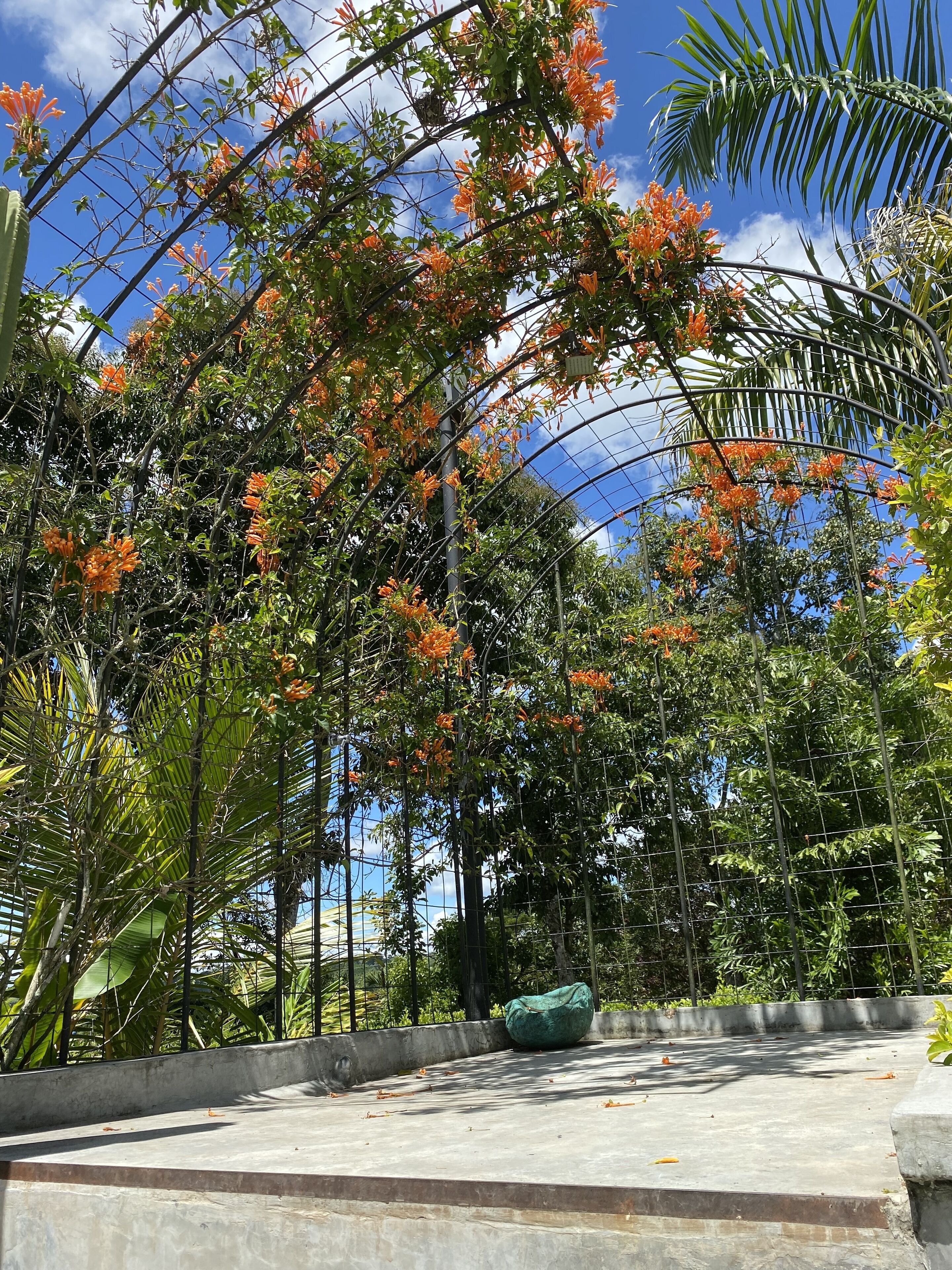 Un jardín con árboles floreados y una zona de estar de hormigón.