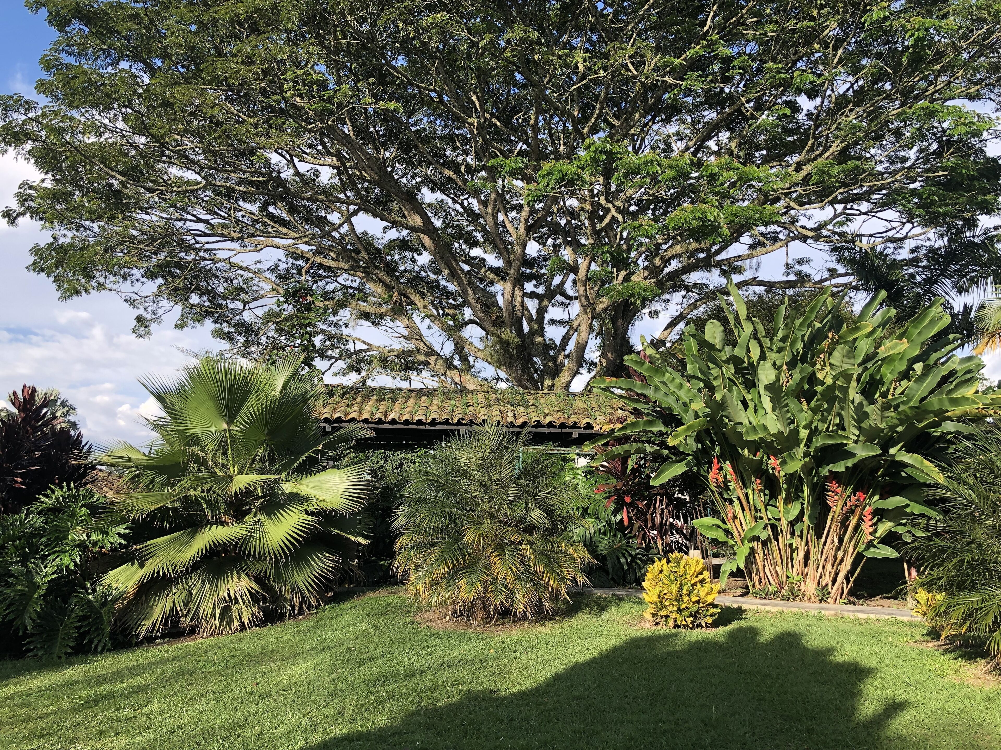 Un jardí exuberant amb un arbre gran, diverses plantes tropicals i una estructura amb teulades de rajola.