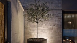 A potted tree in a modern outdoor setting with a textured wall and a door to the left. - Oliva 2 by Interhome (Umag)