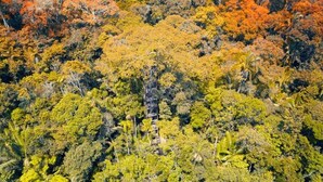 An aerial view of a dense forest with a variety of trees and vegetation. - Kichwa Amazon Lodge (Tarapoa)