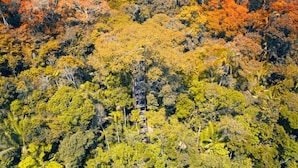 An aerial view of a dense forest with a variety of trees and vegetation.