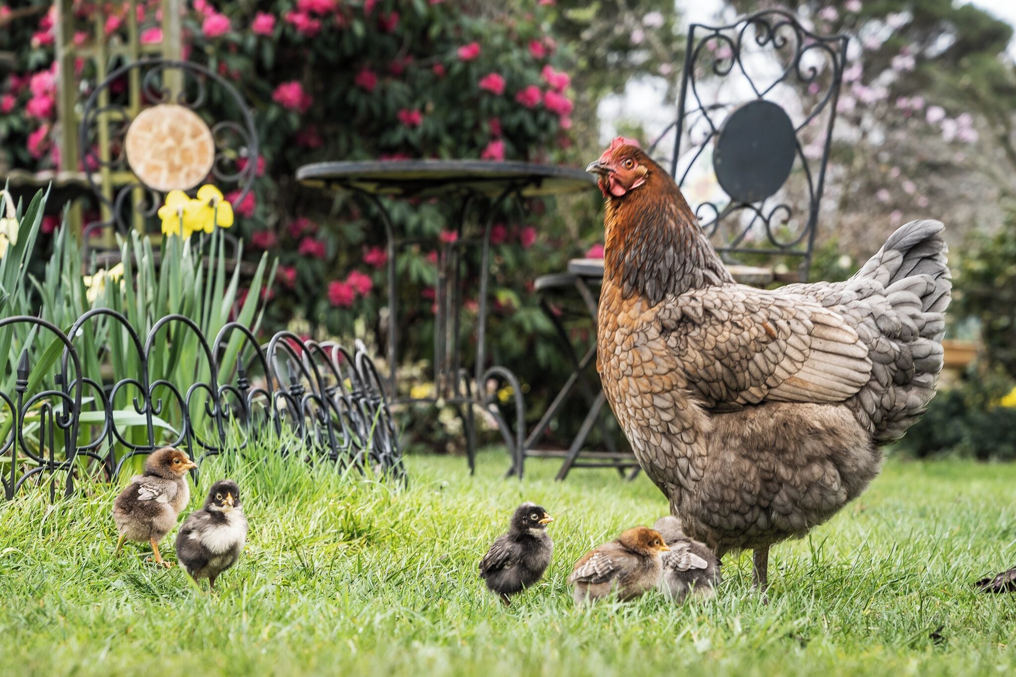 A chicken with chicks in a garden with flowers and a metal table.