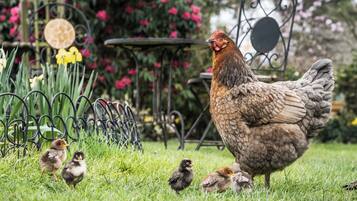 A chicken with chicks in a garden with flowers and a metal table.