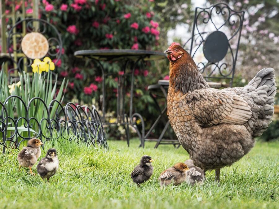 A chicken with chicks in a garden with flowers and a metal table.
