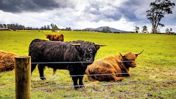 A fenced pasture with cattle, a wooden post, and a tree in the background.