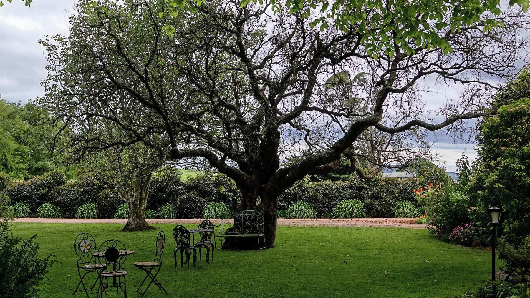 Uma grande árvore em um jardim bem cuidado, com gramado, cadeiras de metal e uma mesa.
