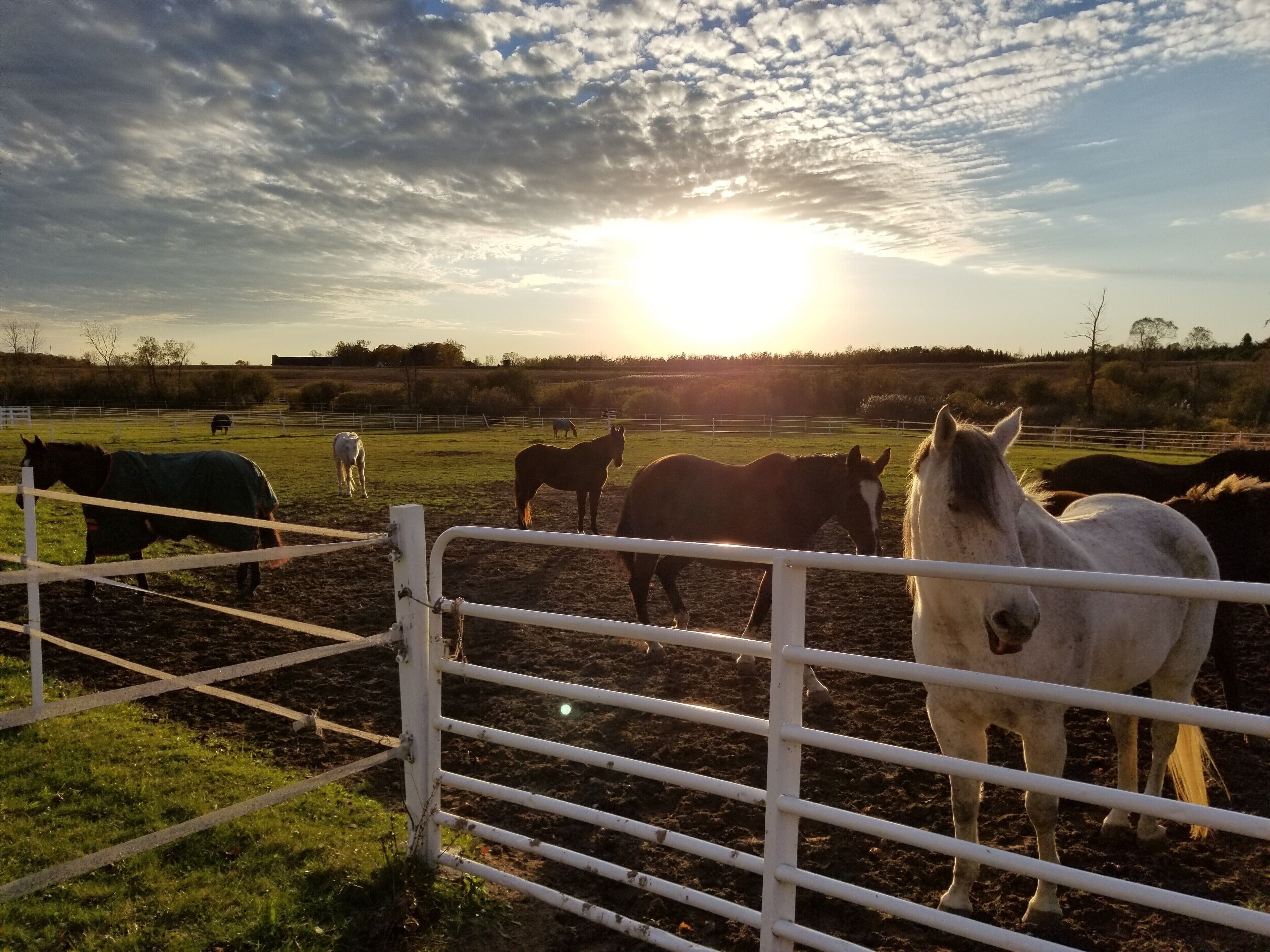 Un écurie avec des chevaux et une clôture blanche.