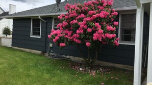 Een huis met een schotelantenne, een grote bloeiende roze boom en een witte picket fence.