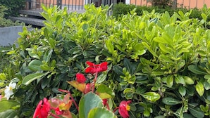 Ein Gebäude mit der Hausnummer 34, umgeben von grünen Sträuchern und roten Blüten.