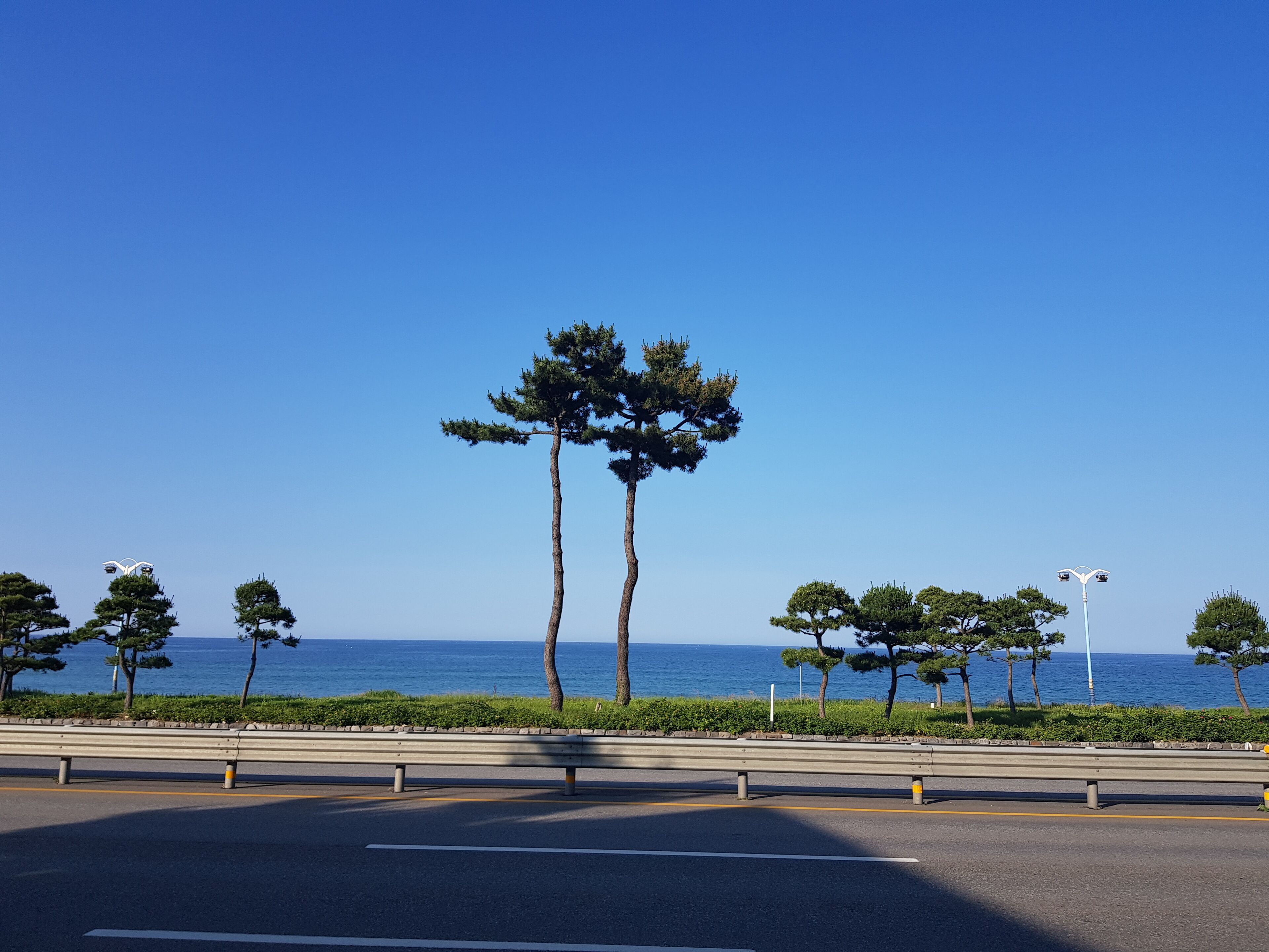 A coastal road with a guardrail, trees, and street lamps.