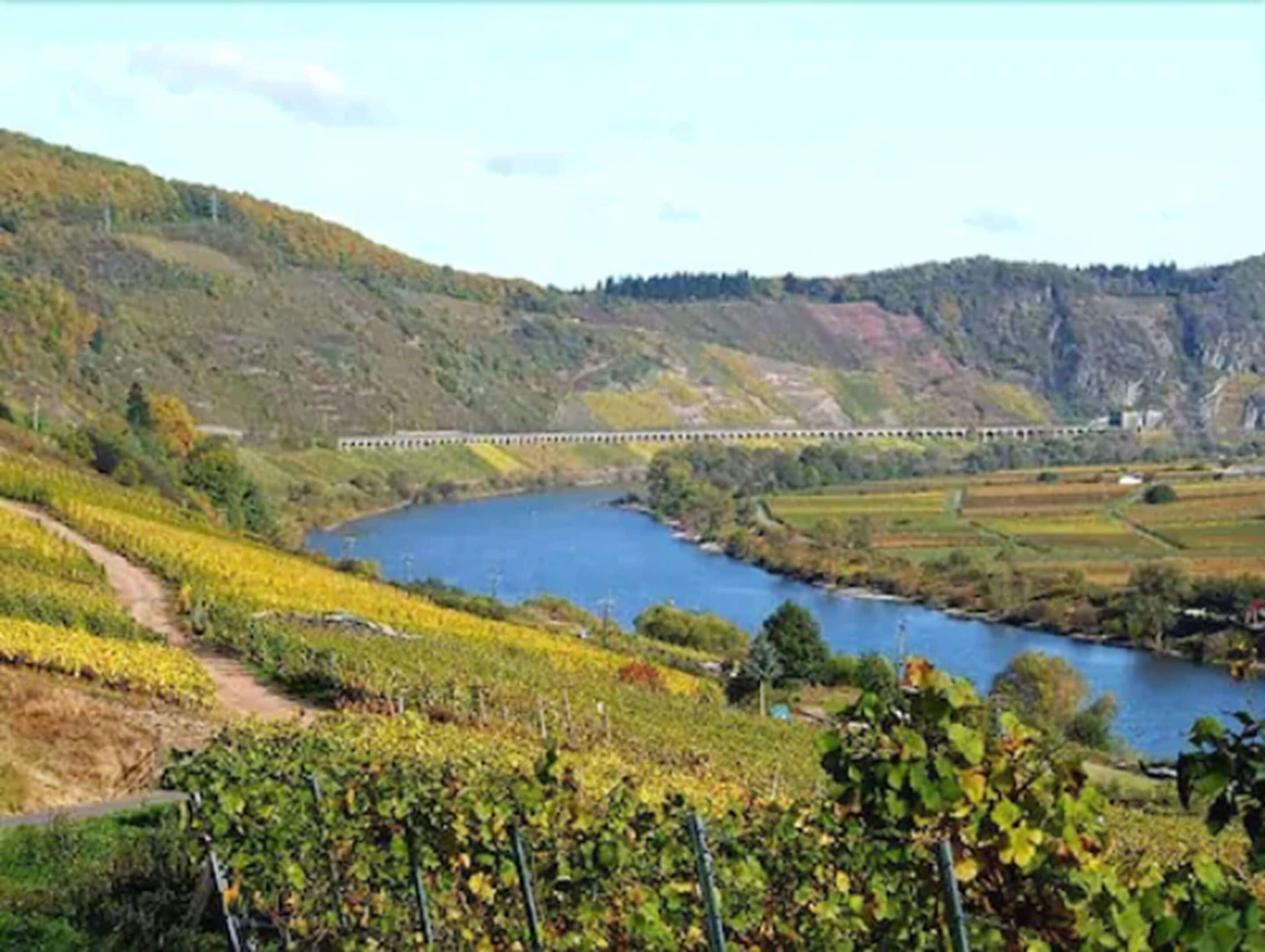 Viñedo con un río y un tren al fondo.