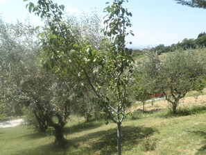 Garden - B&B Severini (Morrovalle)