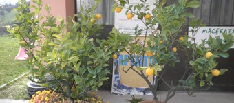 B&B Severini