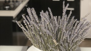 A kitchen with modern appliances and a white vase with lavender flowers on the counter. - Casa di Lavanda (Hvar)