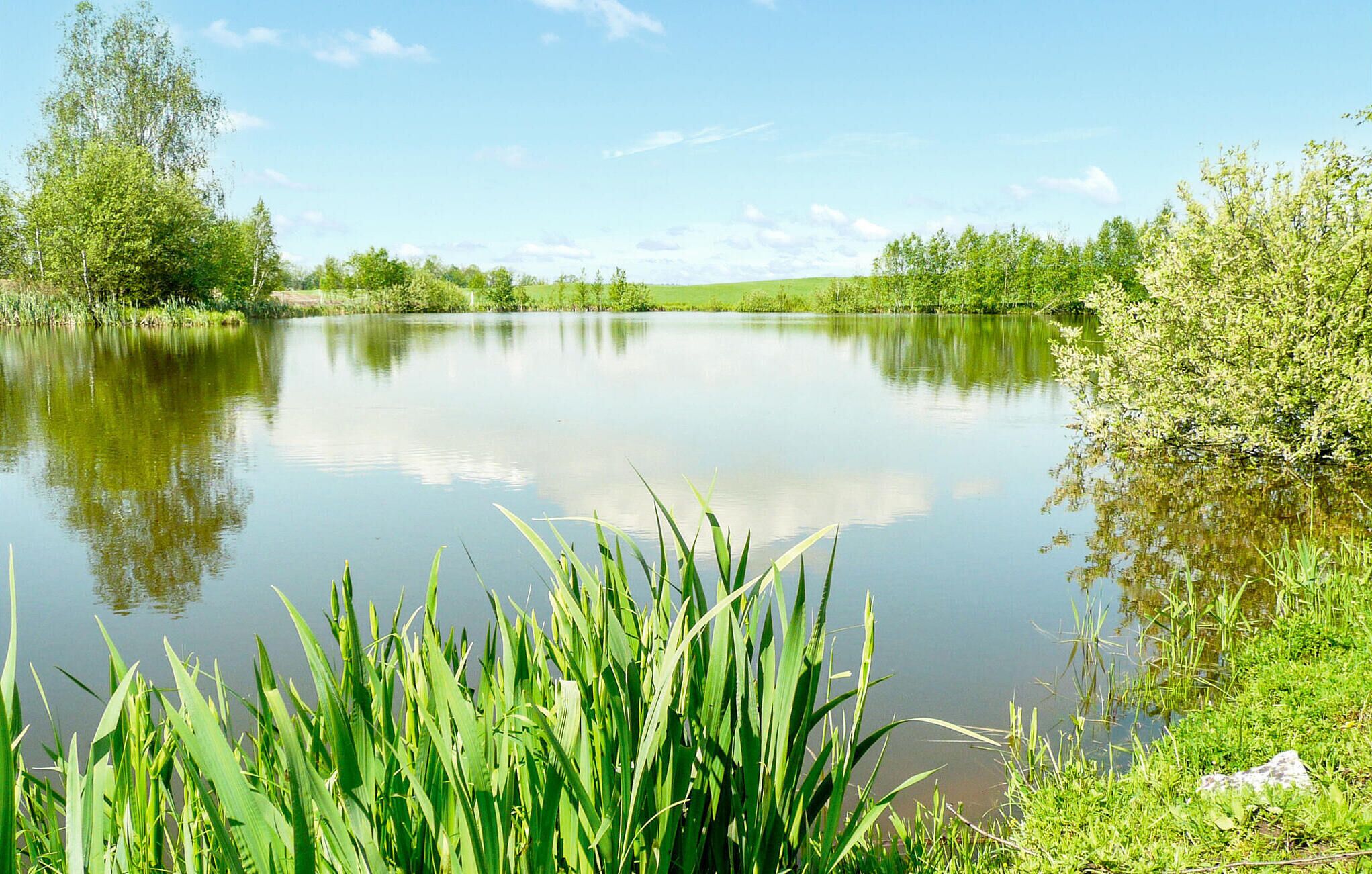 Un lago tranquillo circondato da vegetazione e alberi.